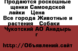 Продаются роскошные щенки Самоедской лайки › Цена ­ 40 000 - Все города Животные и растения » Собаки   . Чукотский АО,Анадырь г.